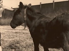 Vintage Sex Videos 2